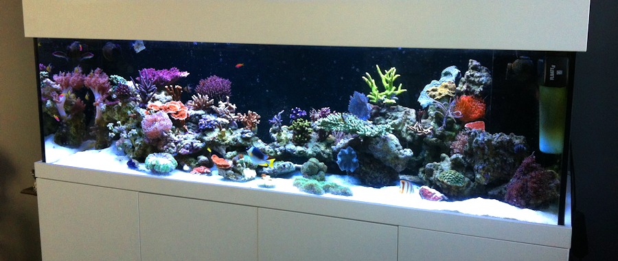 Referenzen Meerwasser – Aquarium Aquaristik Center Ost Aquariumbauer