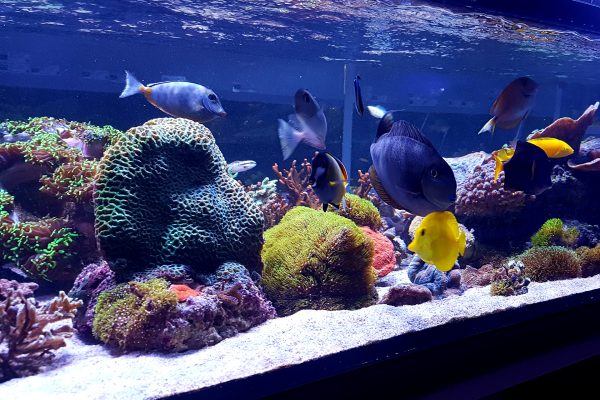 Aquarium_mit_Fischen